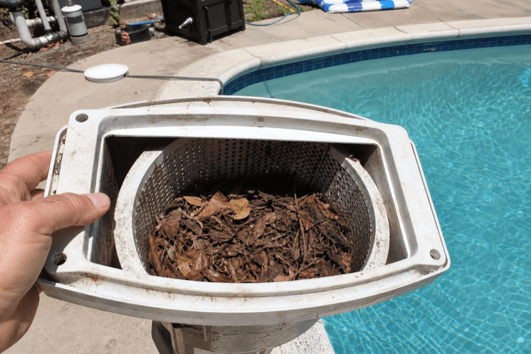 A skimmer basket full of leaves